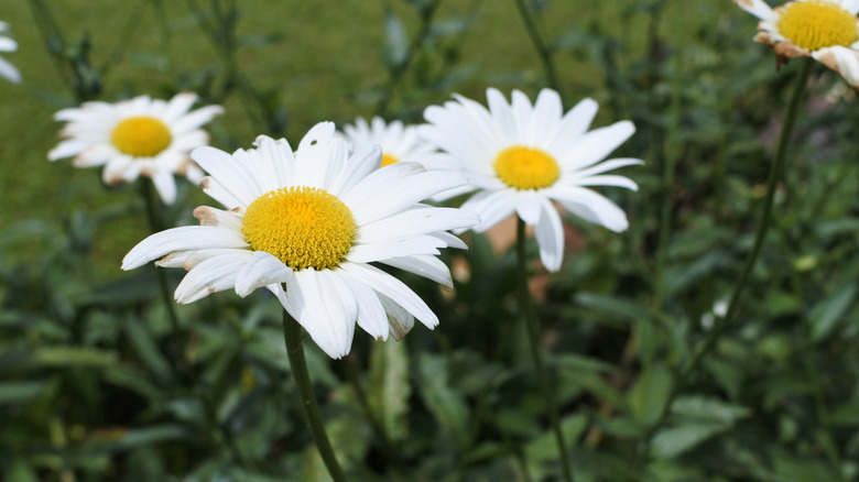 A close-up of shasta daisies