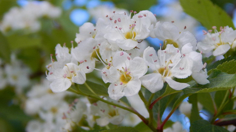 close-up of black hawthorn's white flower clusters