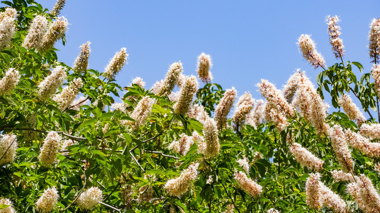 California buckeye whitish flower spikes