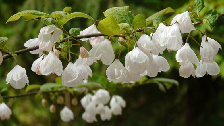 white flowers hanging on a Carolina silverbell tree branch