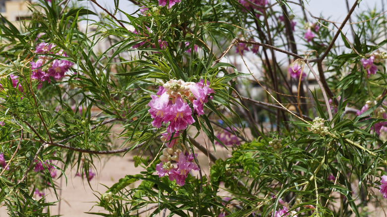 close-up of desert willow's pink flower clusters and foliage