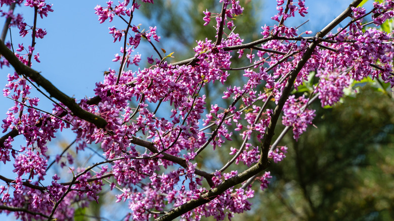 Eastern redbud tree branch with clusters of pink flowers