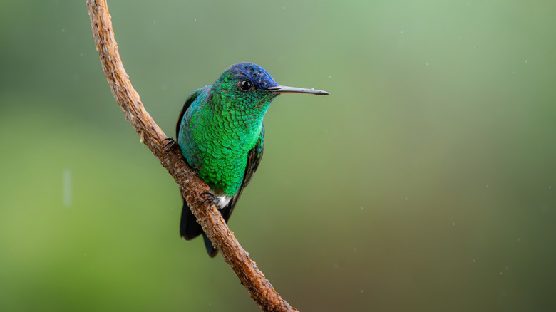 hummingbird perched on tree branch