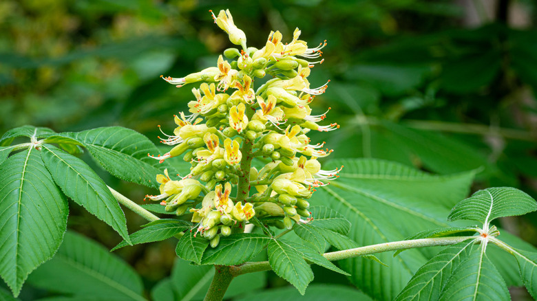 close-up of an Ohio buckeye flower cluster