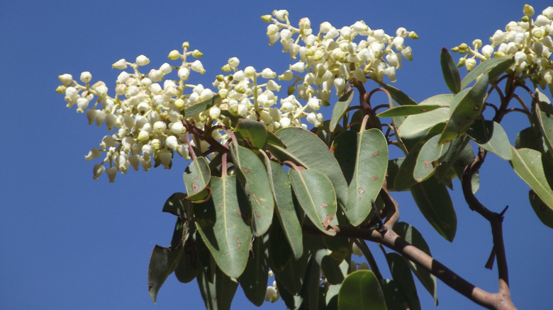 pacific madrone tree branch with foliage and white flowers
