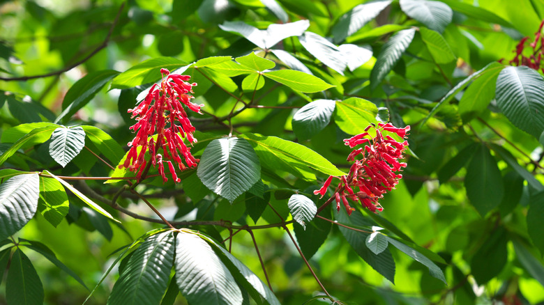 red buckeye flowers and foliage