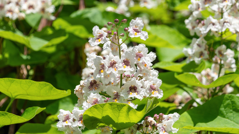 close-up of white and purple southern catalpa flowers