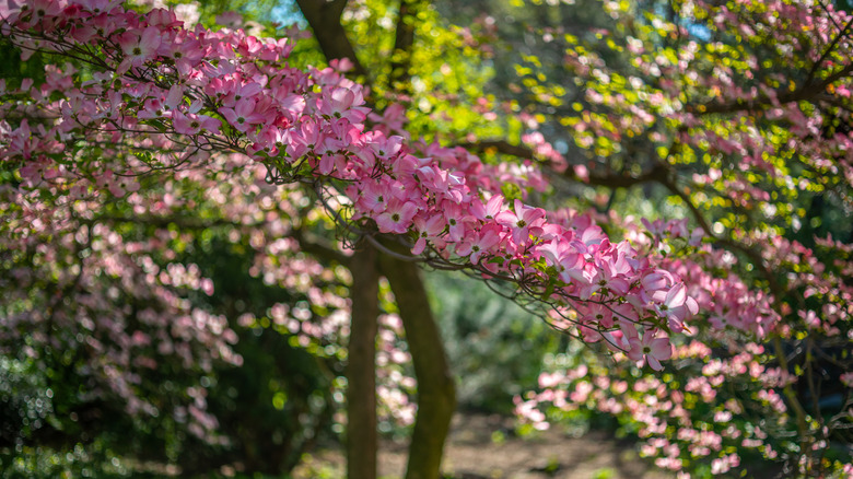 sweet crabapple tree branch covered in pink flowers
