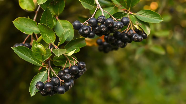 Black chokeberry berries hang on branches