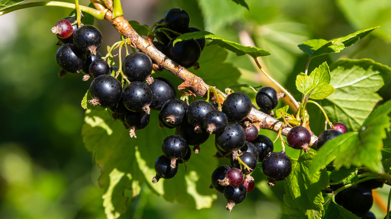 A branch filled with ripe black currants hanging amid green leaves