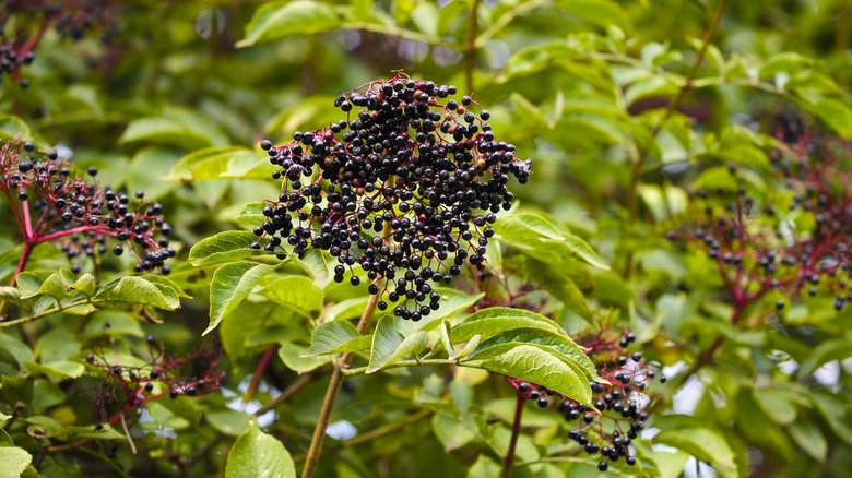 close up shot of elderberries