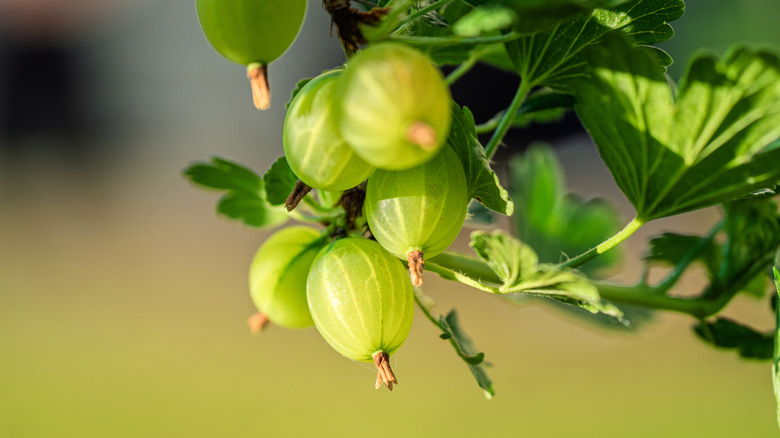 green gooseberries hanging on a vine