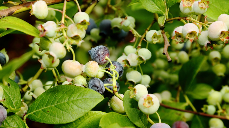 Close-up of highbush blueberry cluster with ripe and green unripe berries on a branch