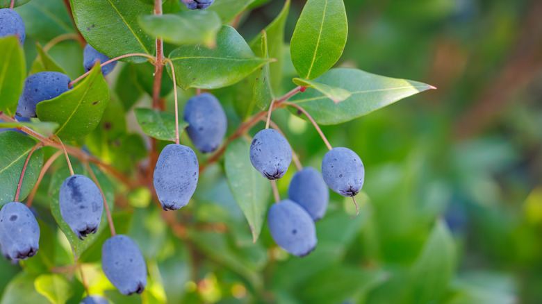 Dark blue ripe honey berries on bush with green leave