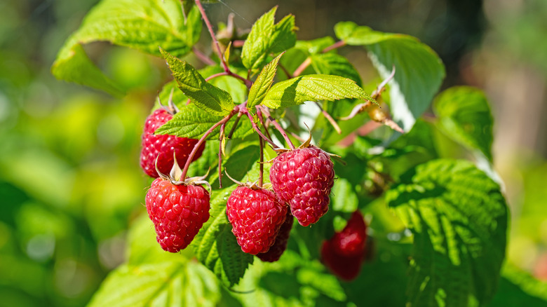 Raspberries on the bush in a close-up