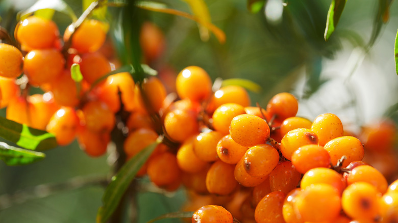 close up of ripe sea buckthorn berries on a branch