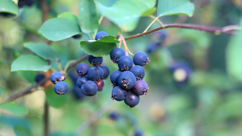 serviceberries growing on a bush