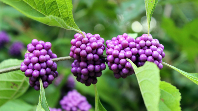 Bright blue clusters of fruit grow on an American beautyberry bush
