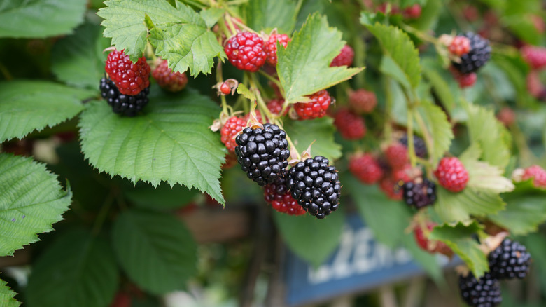 Blackberries in various stages of ripeness grow on a bush
