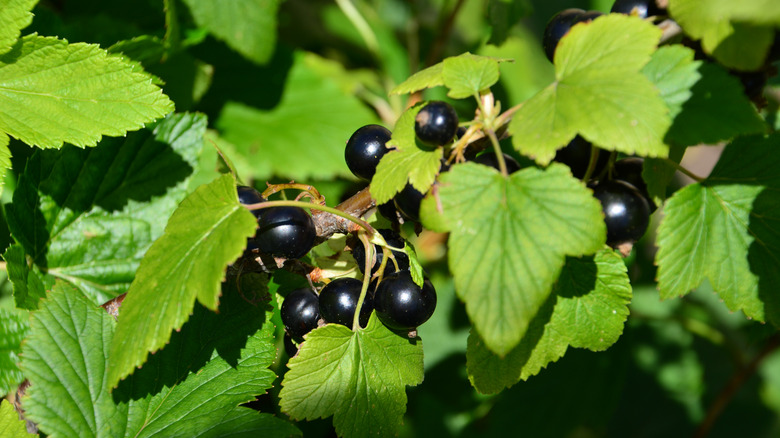 The dark purple fruits of a blackcurrant grow from the bush