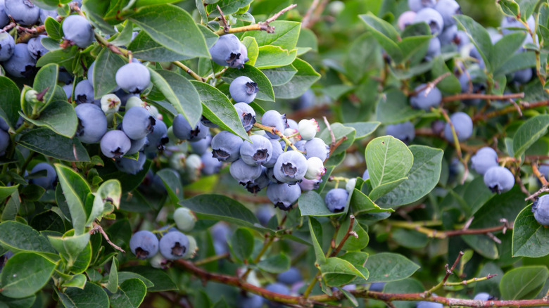 Clusters of ripe blueberries grow on a bush