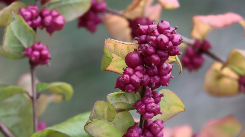 Purple berries grow on a coralberry bush