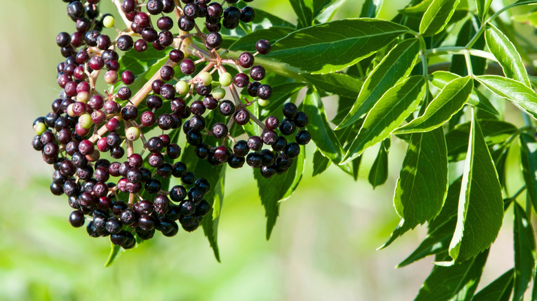 A cluster of dark purple fruits grow from an elderberry bush