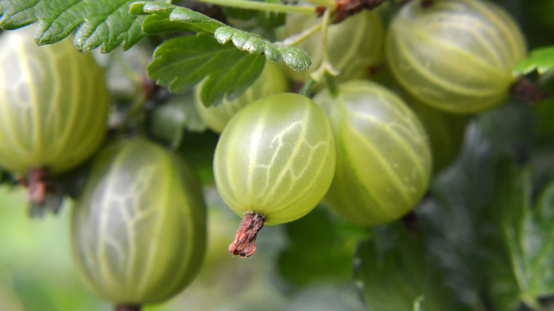 A closeup photo shows greenish gooseberries growing on a bush