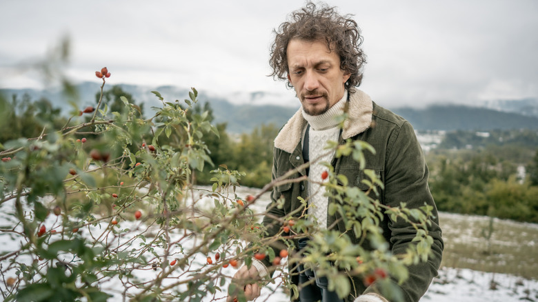 A man picks berries from a bush in a snowy winter landscape