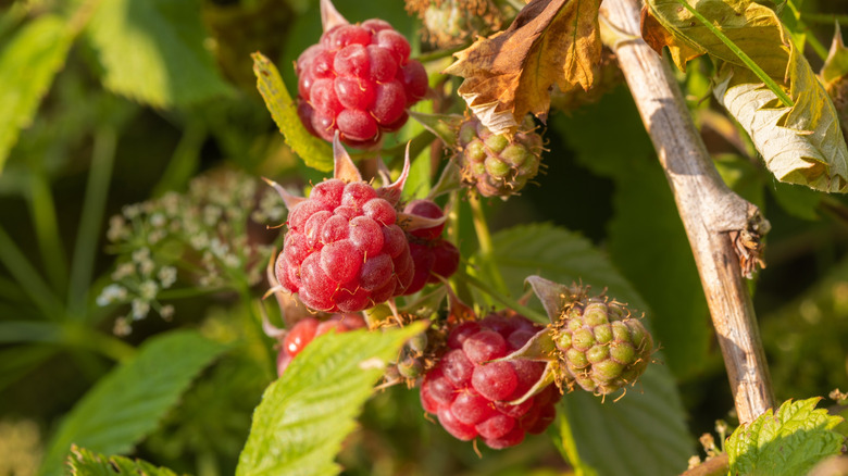 A closeup photo shows raspberry fruits on a bush