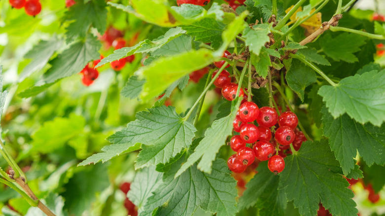 A close-up photo shows red currants growing on a bush