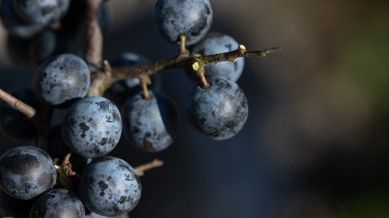 A closeup photo shows ripe, dark sloe berries growing from a bush with a blurred background