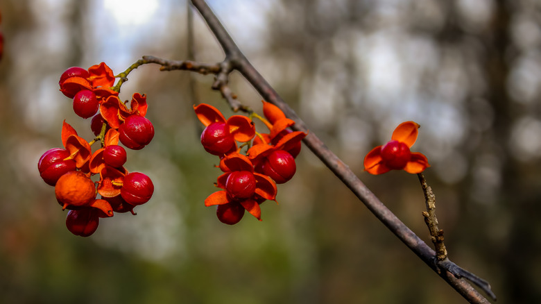A closeup of the bright red berries on American bittersweet