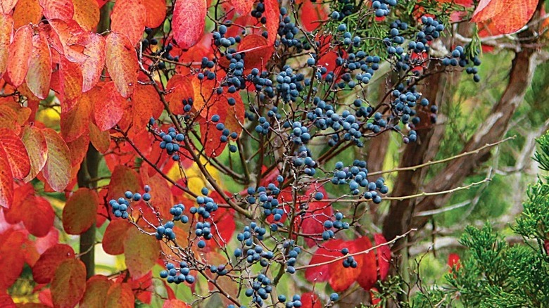 An American rattan vine with bright orange fall leaves and clusters of purple berries.
