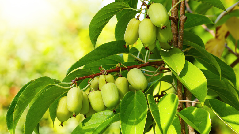 A branch of the arctic kiwi vine covered with a profusion of green kiwiberries