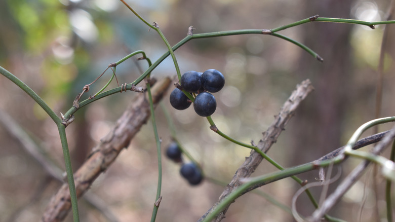 A small cluster of black berries grows on the green stem of common greenbrier.