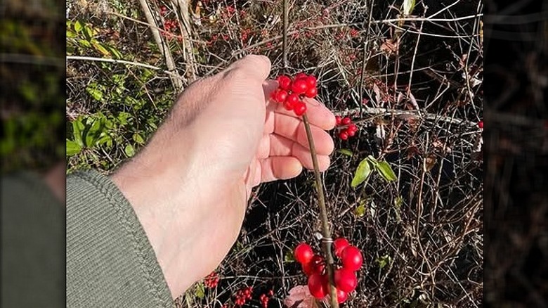 A hand cups a bunch of bright red berries growing on the stem of a coral greenbrier vine.
