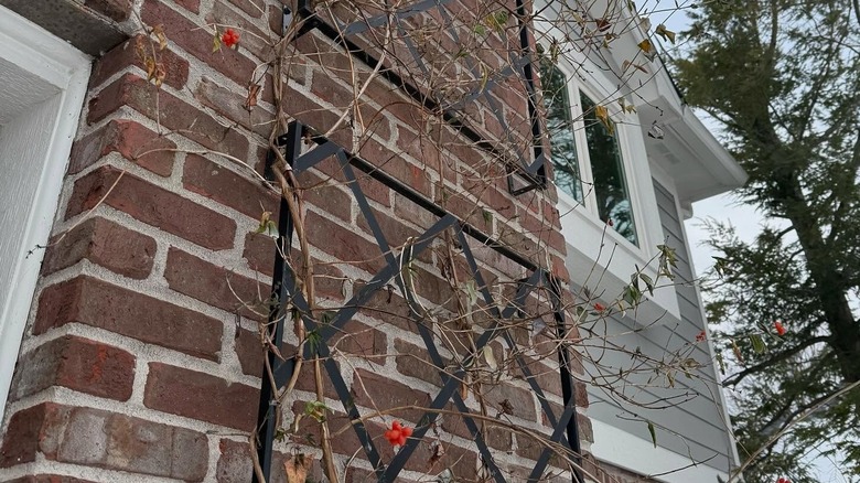 A coral honeysuckle vine climbing a wall-mounted trellis in winter with no leaves and red berries.