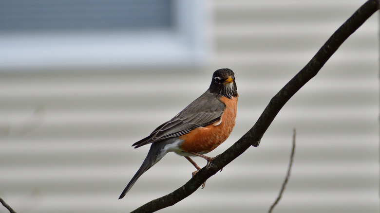 An American robin sitting on a branch in a residential backyard.