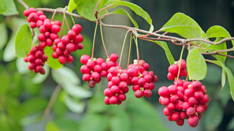 Clusters of bright red berries on the stem of a magnolia vine.
