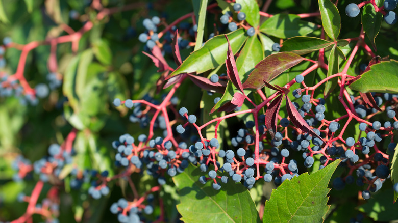 The green pointy leaves and black berries on bright red stems of a Virginia creeper vine.