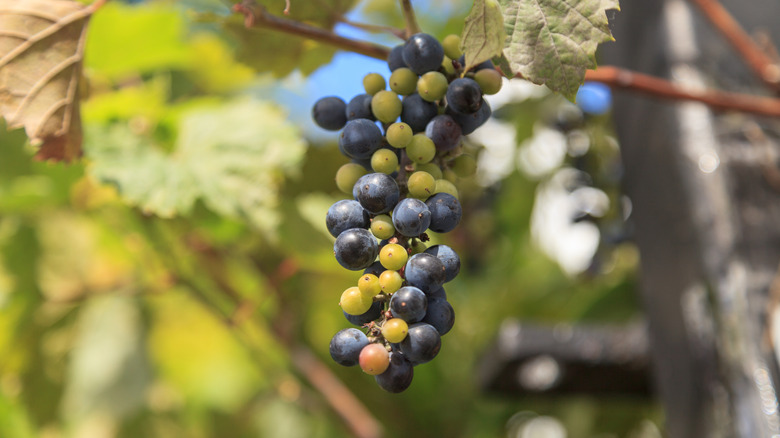 A bunch of wild grapes in various stages of ripeness hangs from a leafy stem.