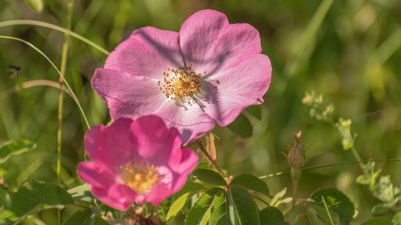 Wild California roses blooming in a field