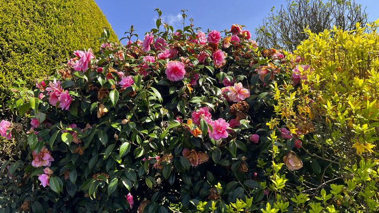 A large flowering camellia shrub with pink flowers
