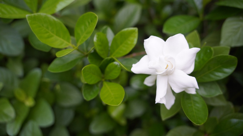 A white gardenia flower blooming amongst green leaves