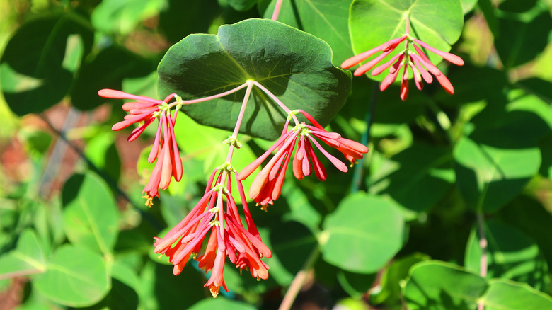 A honeysuckle plant with long red petals