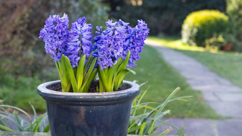 Purple hyacinth flowers growing in a pot next to a garden walkway
