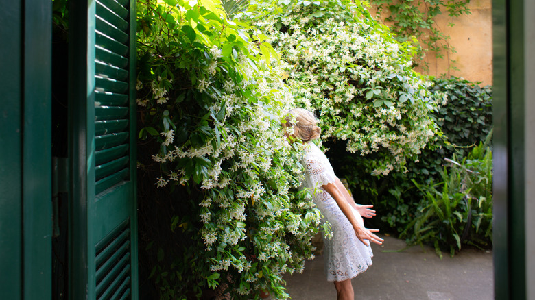 A young girl sticking her nose in a flowering jasmine plant