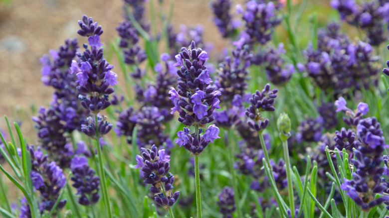 A close-up of vibrant lavender flowers