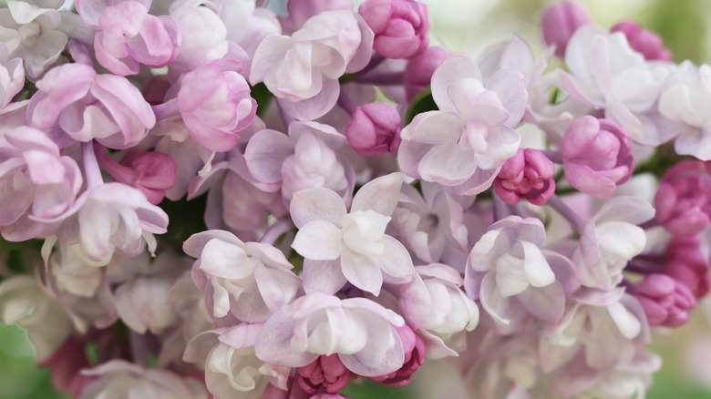 A very close shot of white and pink lilac flowers